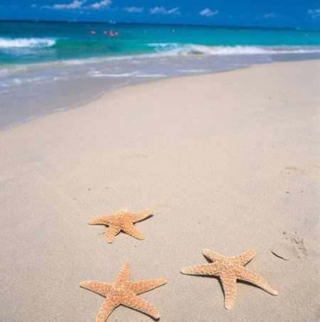 Plage et etoiles de mer