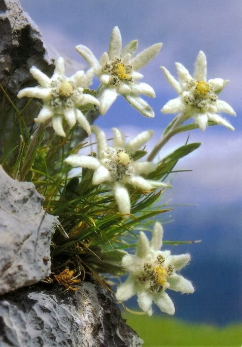 clipart edelweiss flower - photo #41