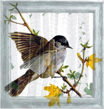 Oiseau au printemps (2)