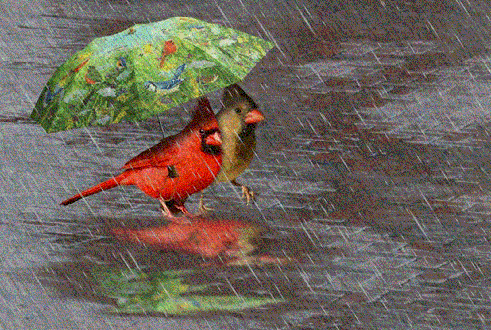 Oiseaux sous la pluie