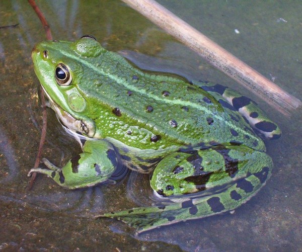 la-grenouille-verte