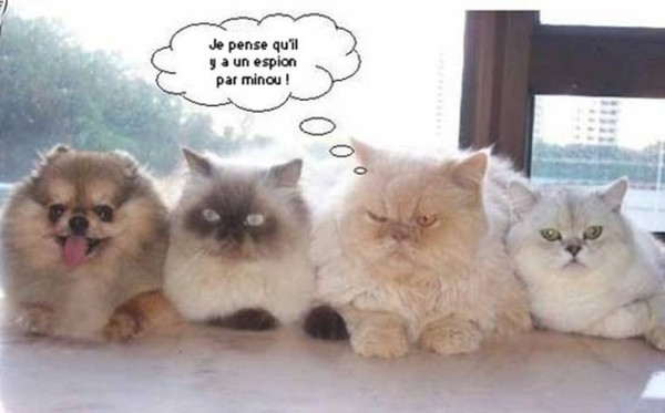 chat humour