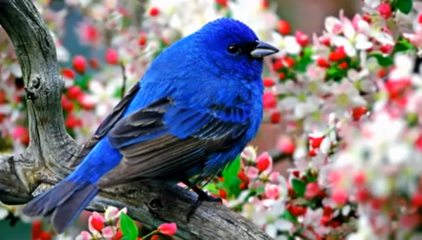 Bel oiseau bleu