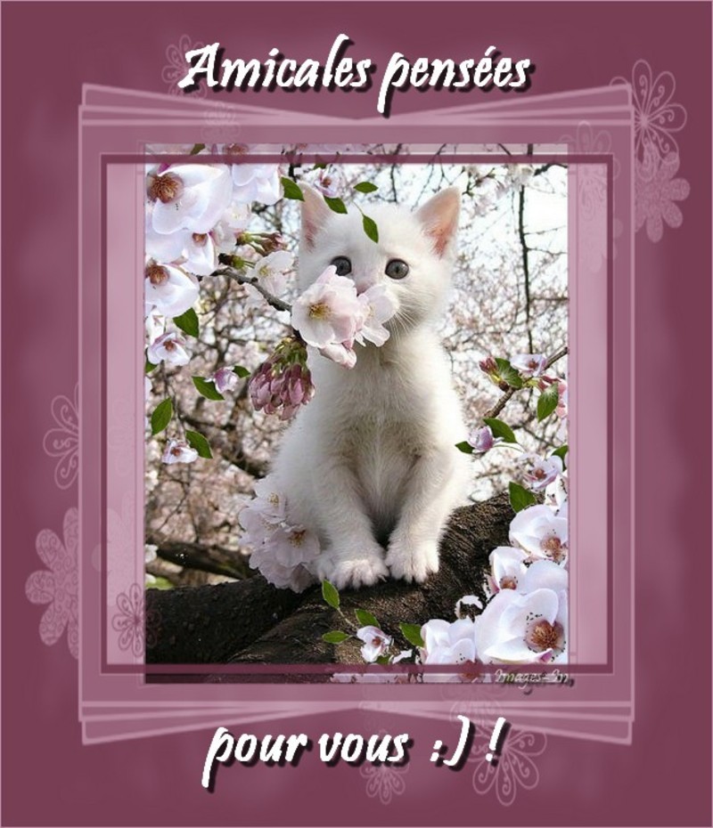 chat-fleurs-1-amicales-pensees-1.jpg