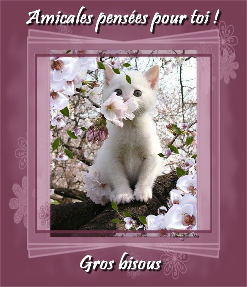 chat-fleurs-1-amicales-pensees-toi.jpg
