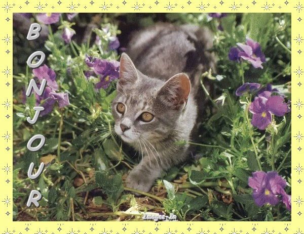 Image result for gif anime  bonjourbisous chat