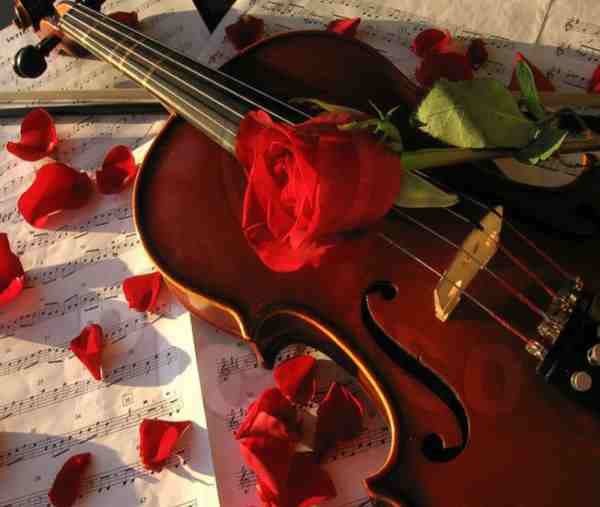 Rose et violon