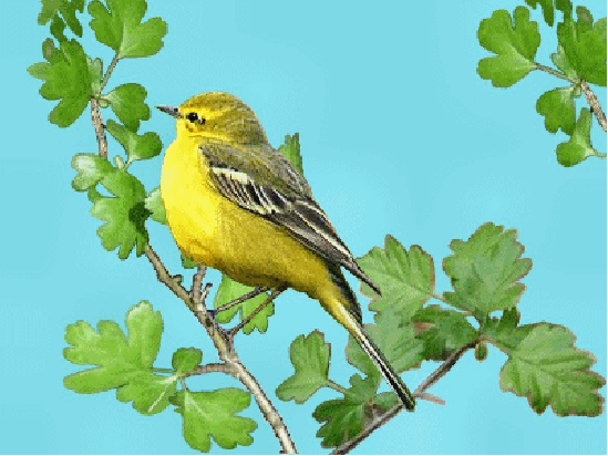 Oiseaux