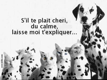 Images Humour dalmatien chien